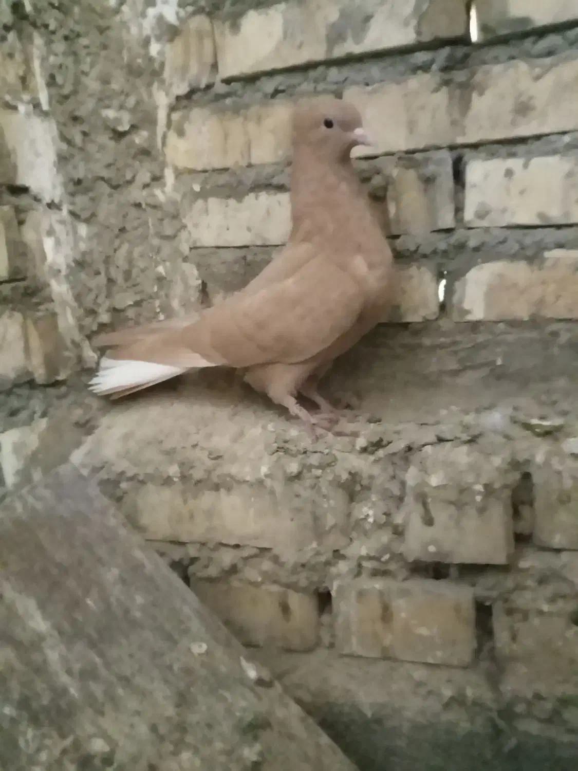 دم سفید|پرنده|شوشتر, |دیوار