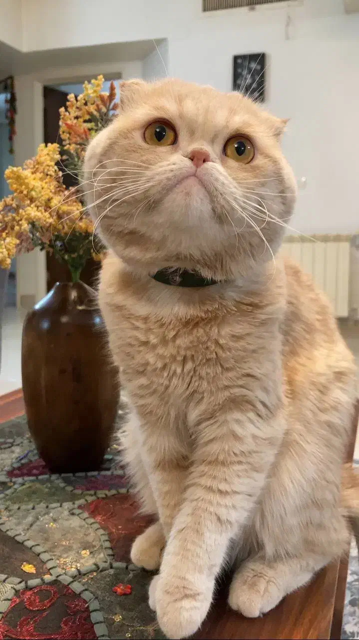 گربه|گربه|اصفهان, تیران|دیوار