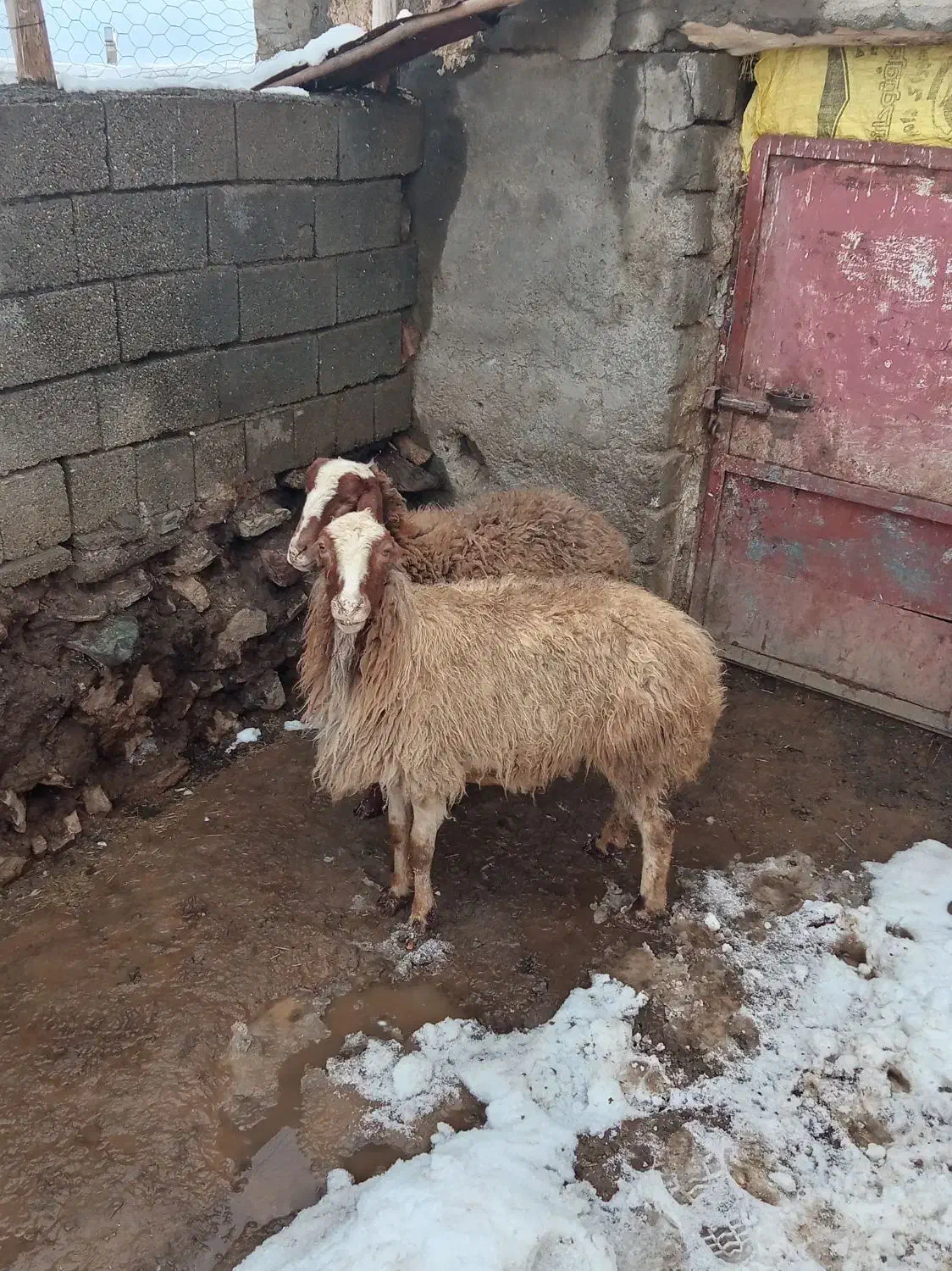 دوتا گوسفند داشتی|حیوانات مزرعه|سارال, |دیوار