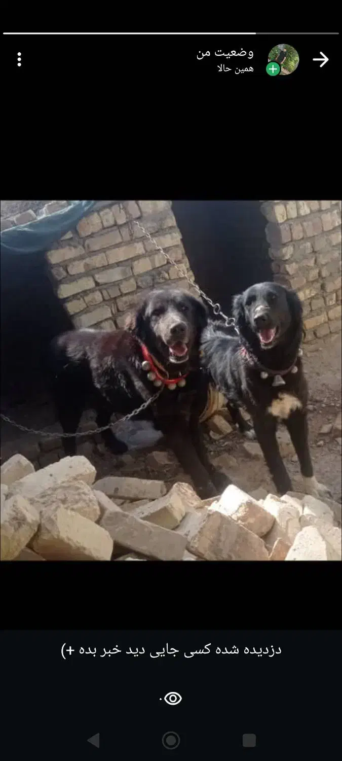 سگ درشت|حیوانات|سیستان, |دیوار