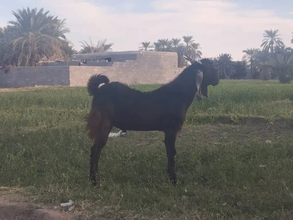 تروشت مالداری نسل ستایی هکل دار گلابی|حیوانات مزرعه|ایرانشهر, |دیوار