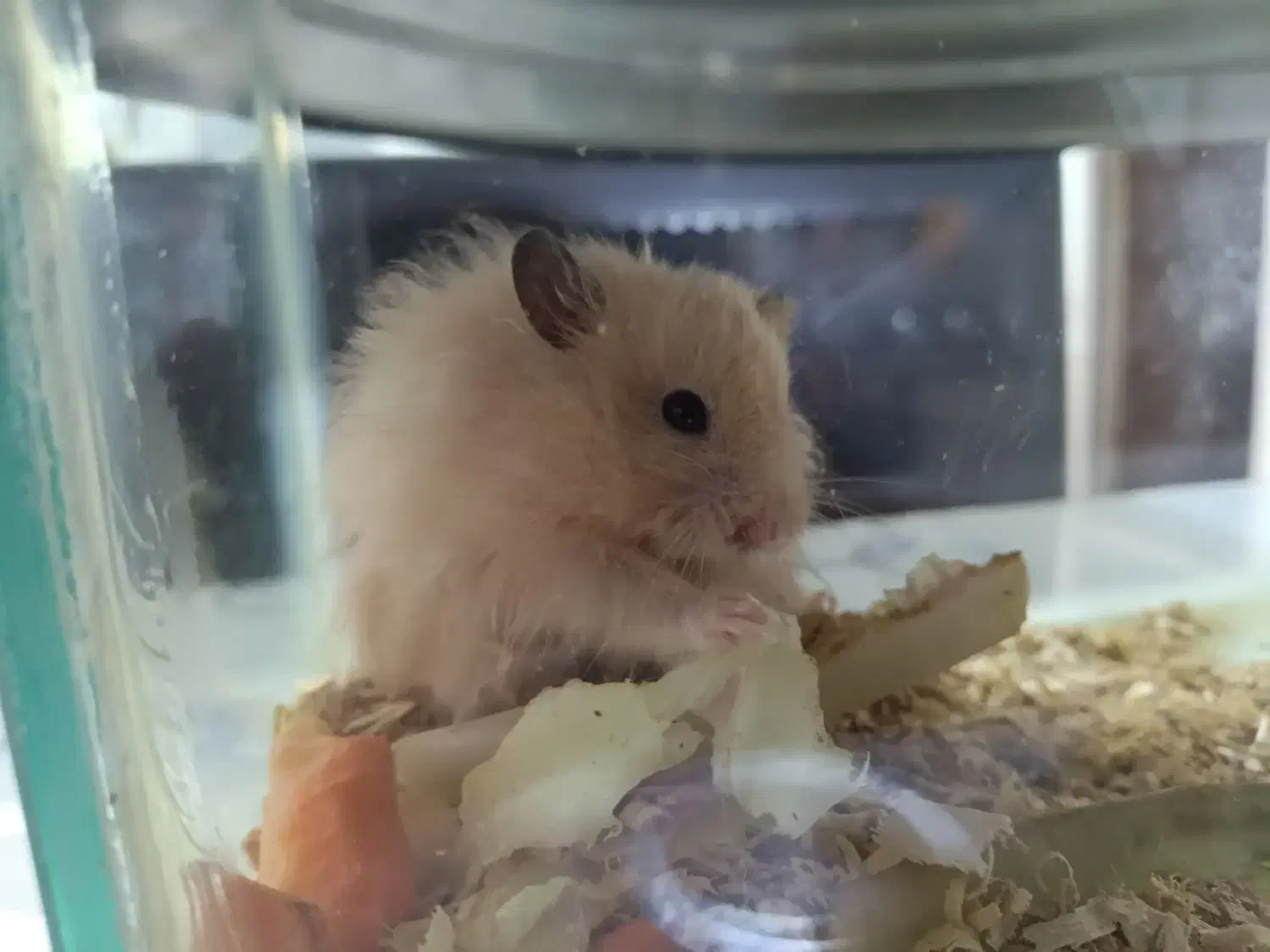 همستر|موش و خرگوش|جوانرود, |دیوار