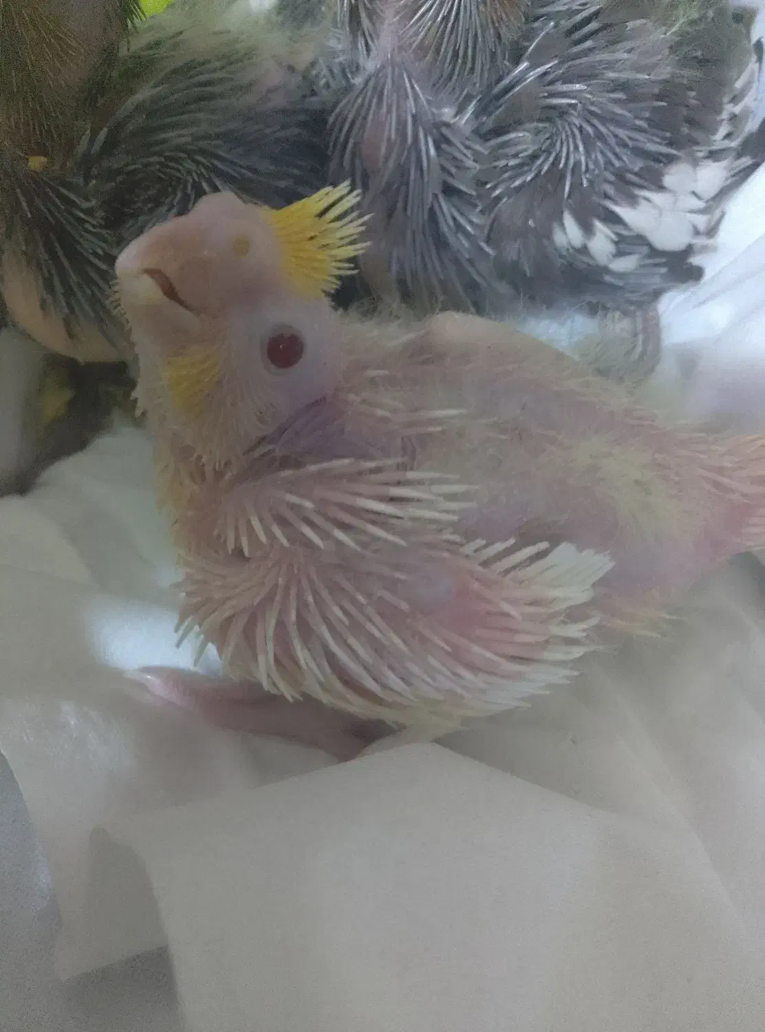 پرنده|پرنده|شوشتر, |دیوار