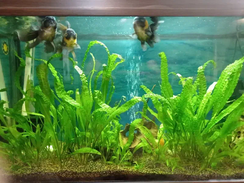 ماهی گلدفیش|ماهی|ساری, |دیوار