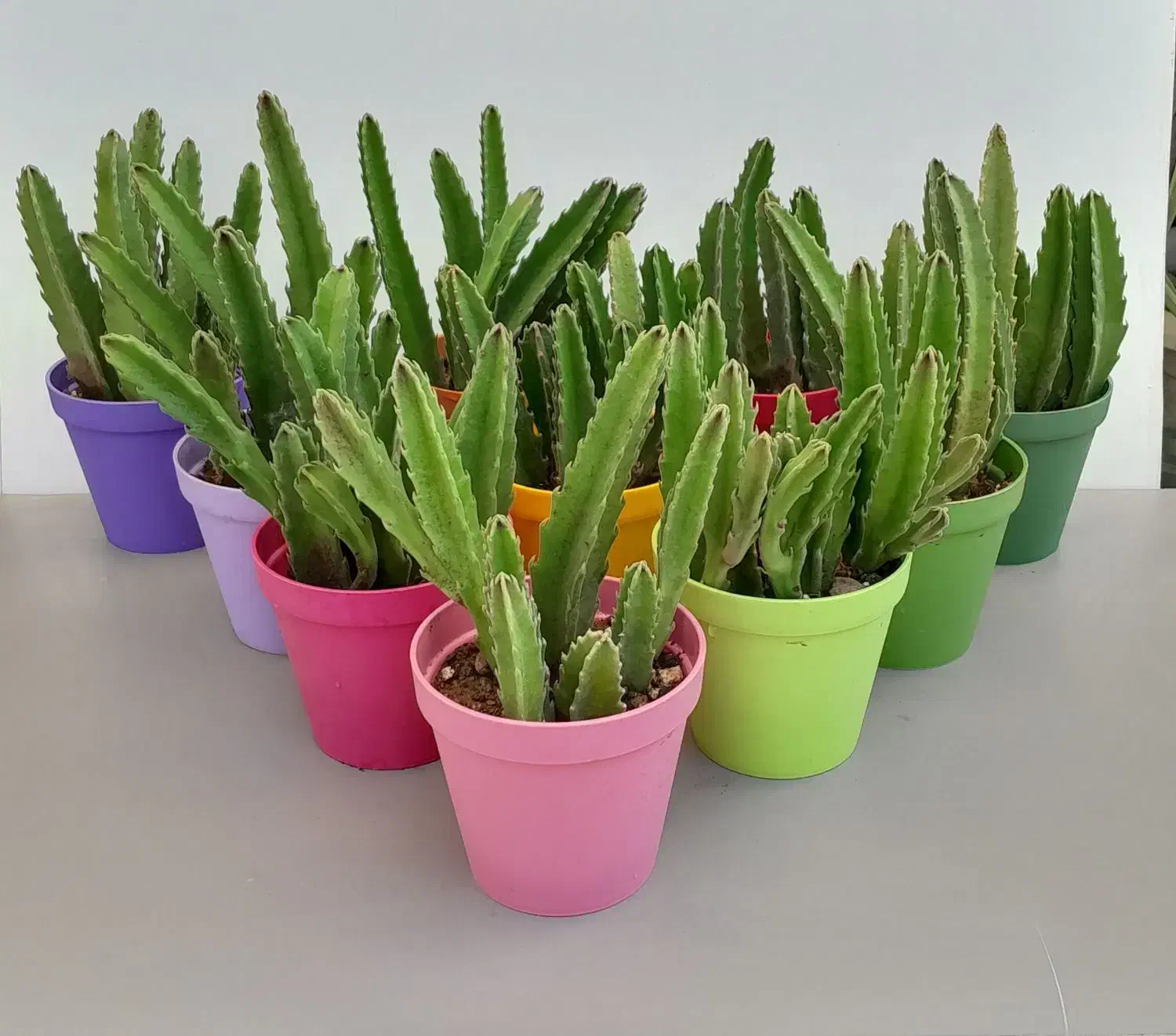 گل وگیاه|گل و گیاه طبیعی|تهران, مجیدیه|دیوار