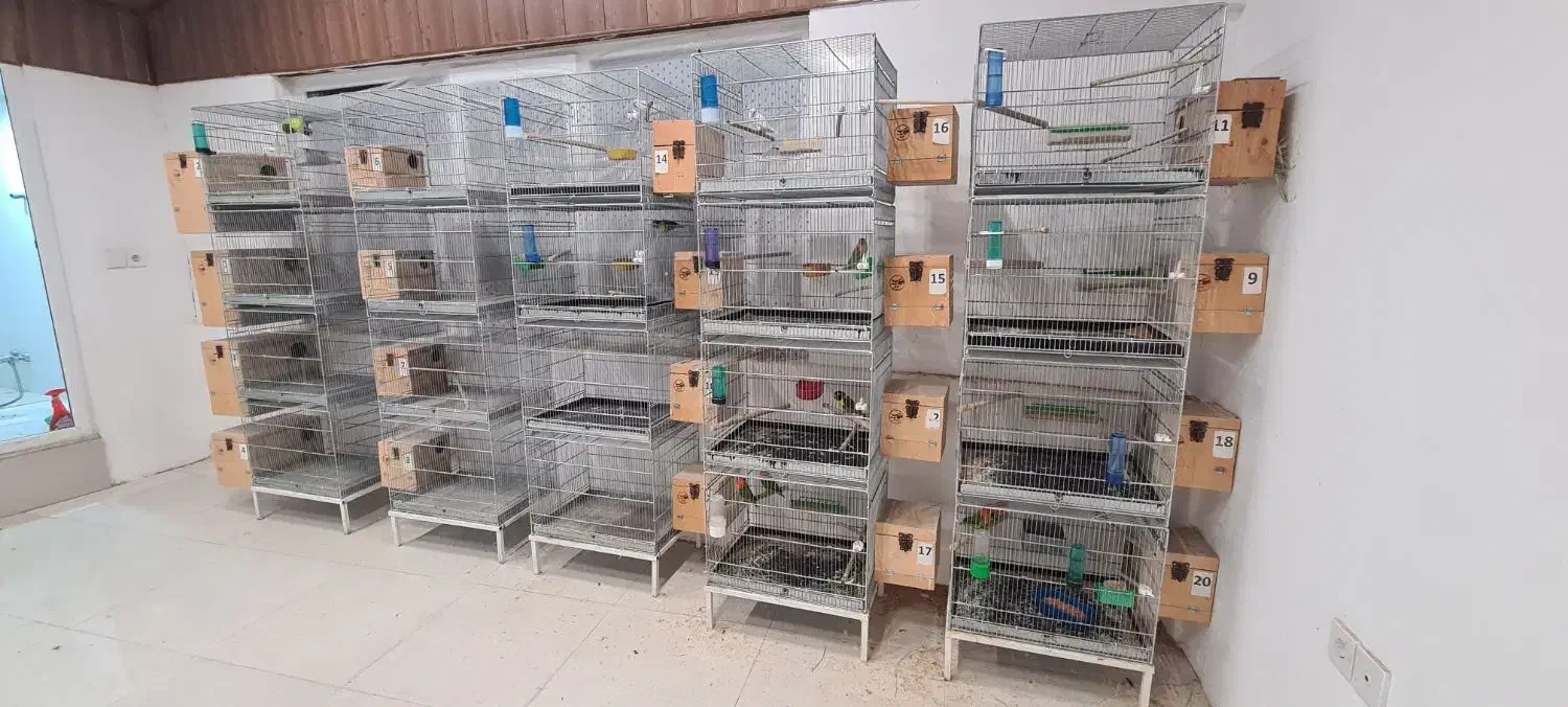 کوتوله مولد، ملنگو، قفس|پرنده|جم, |دیوار