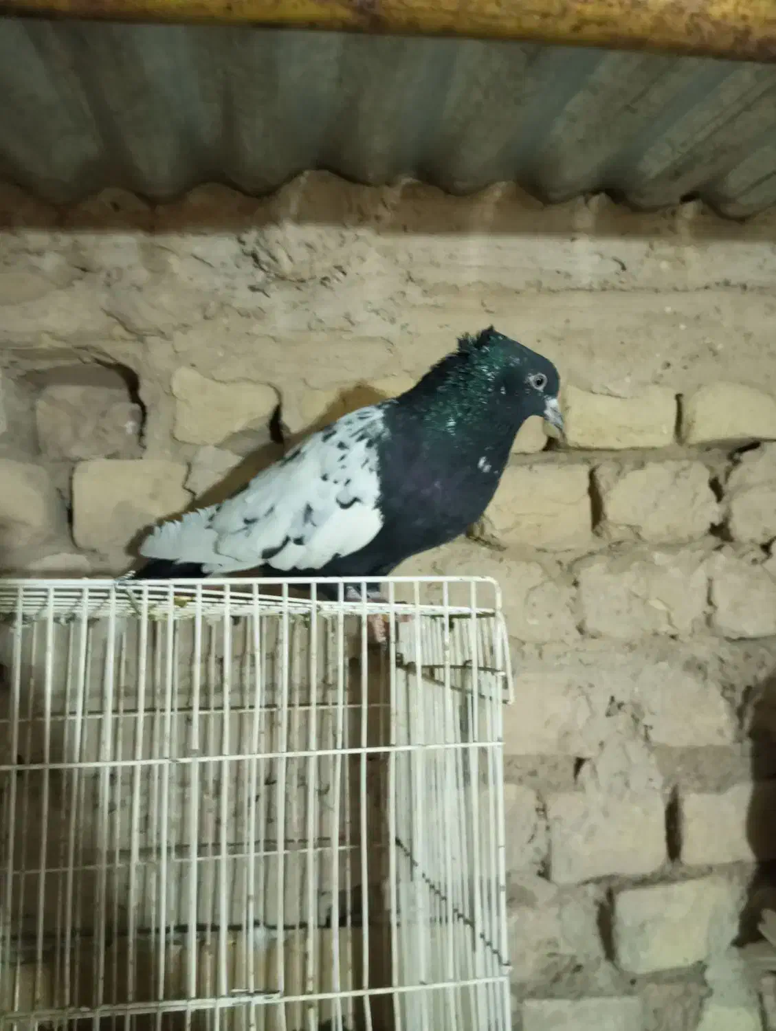 یک عدد کفتر سینه سیا|پرنده|بردسکن, |دیوار