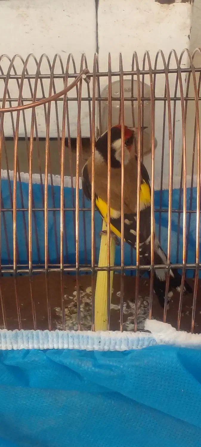 سهره نر باقفس|پرنده|تبریز, |دیوار