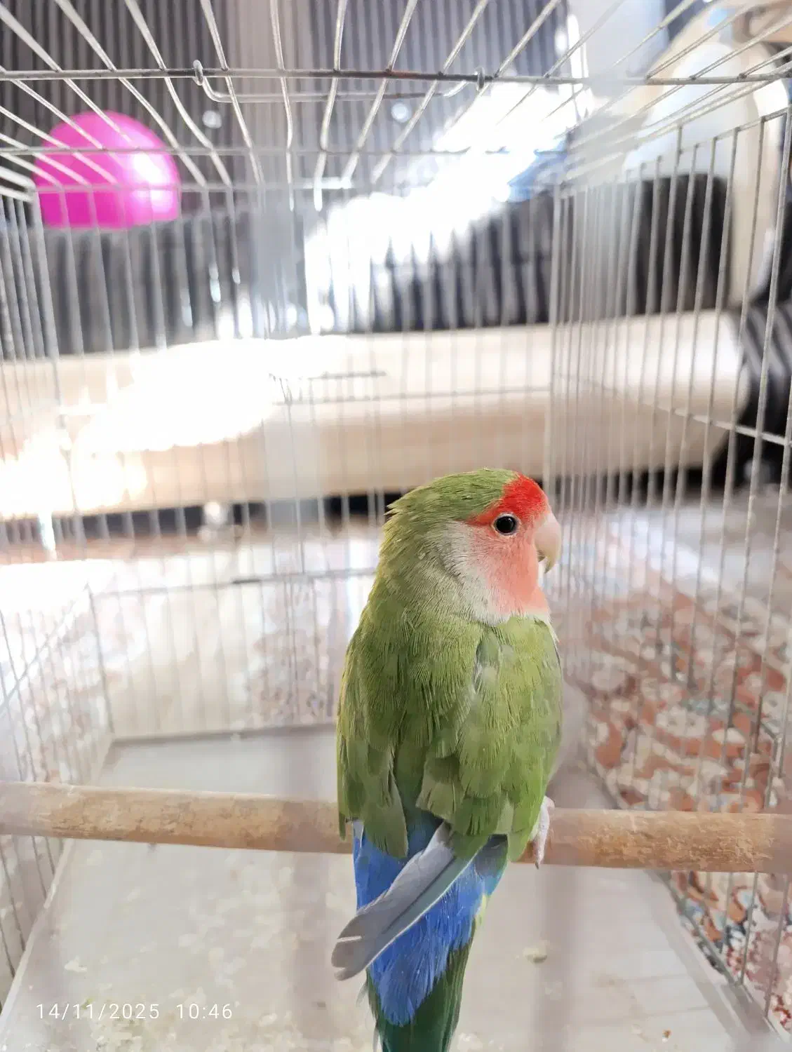 طوطی برزیلی|پرنده|لنجان, |دیوار