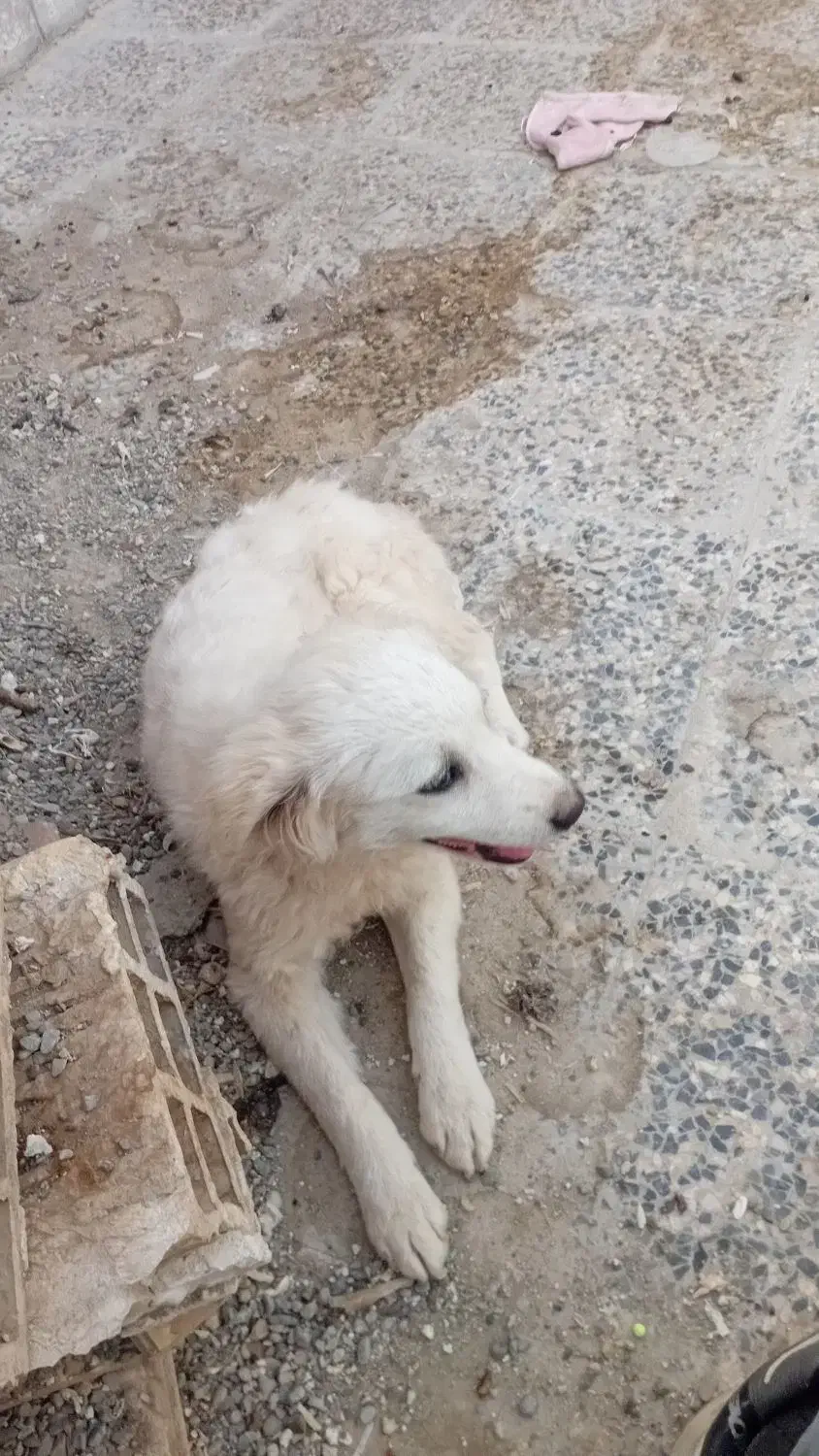 سگ پاپی|سگ|خمینی‌شهر, |دیوار