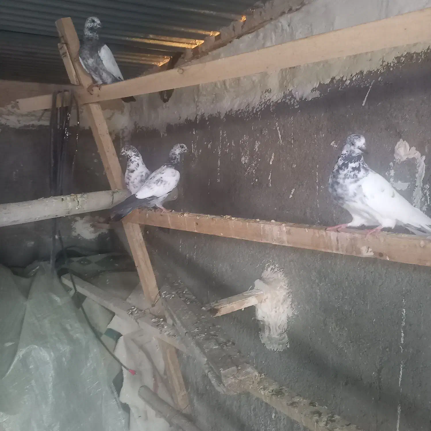 جوجه کله سیاه وکله دم سبز پرشی|پرنده|زیباشهر, |دیوار