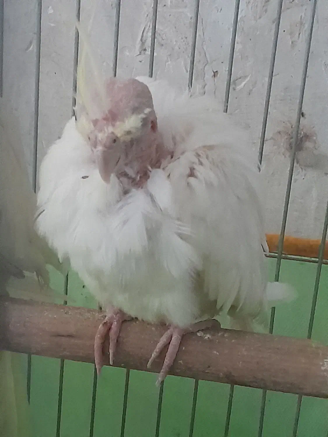 عروس هلندی فروشی|پرنده|سمنان, |دیوار