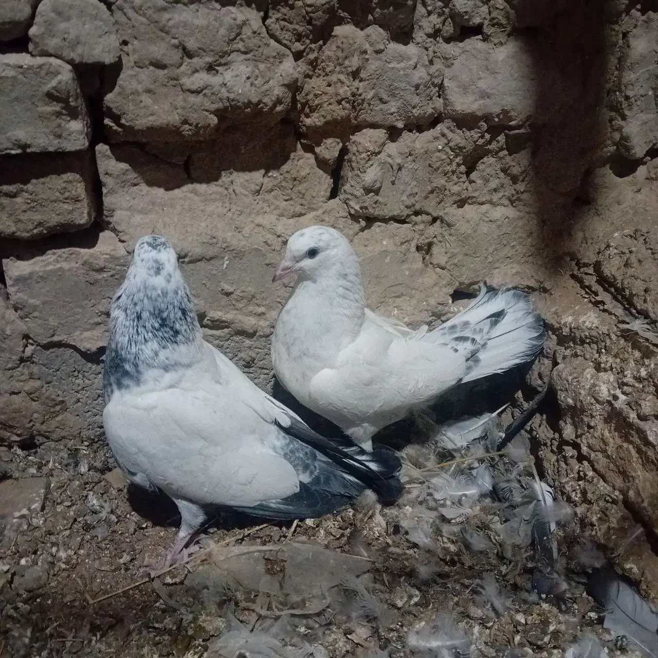 جفت جوجه پرشی|پرنده|کرباسک, |دیوار