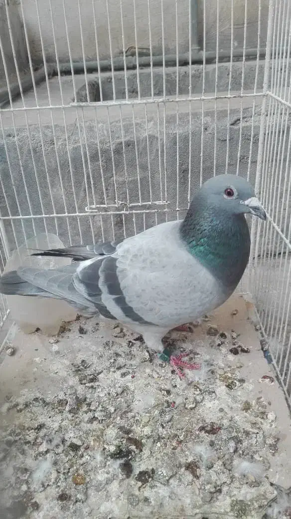 حراج یافروشی هستن|حراج|برازجان, |دیوار