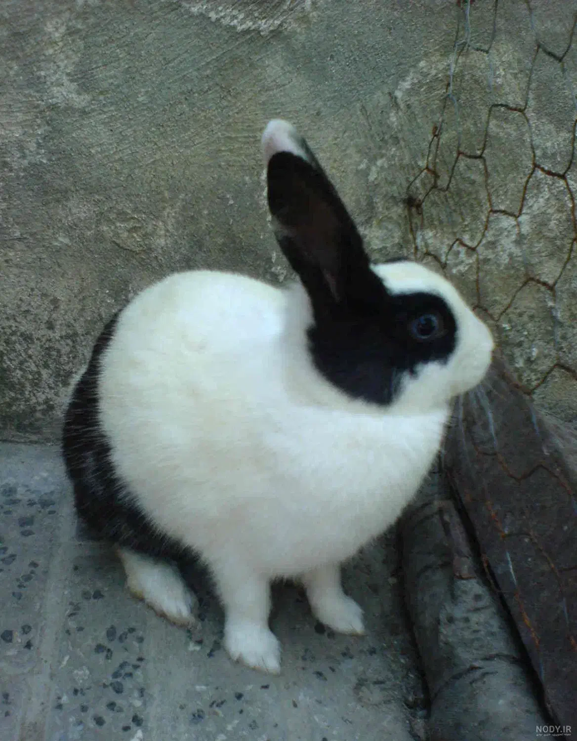 خرگوش|موش و خرگوش|چناران, |دیوار