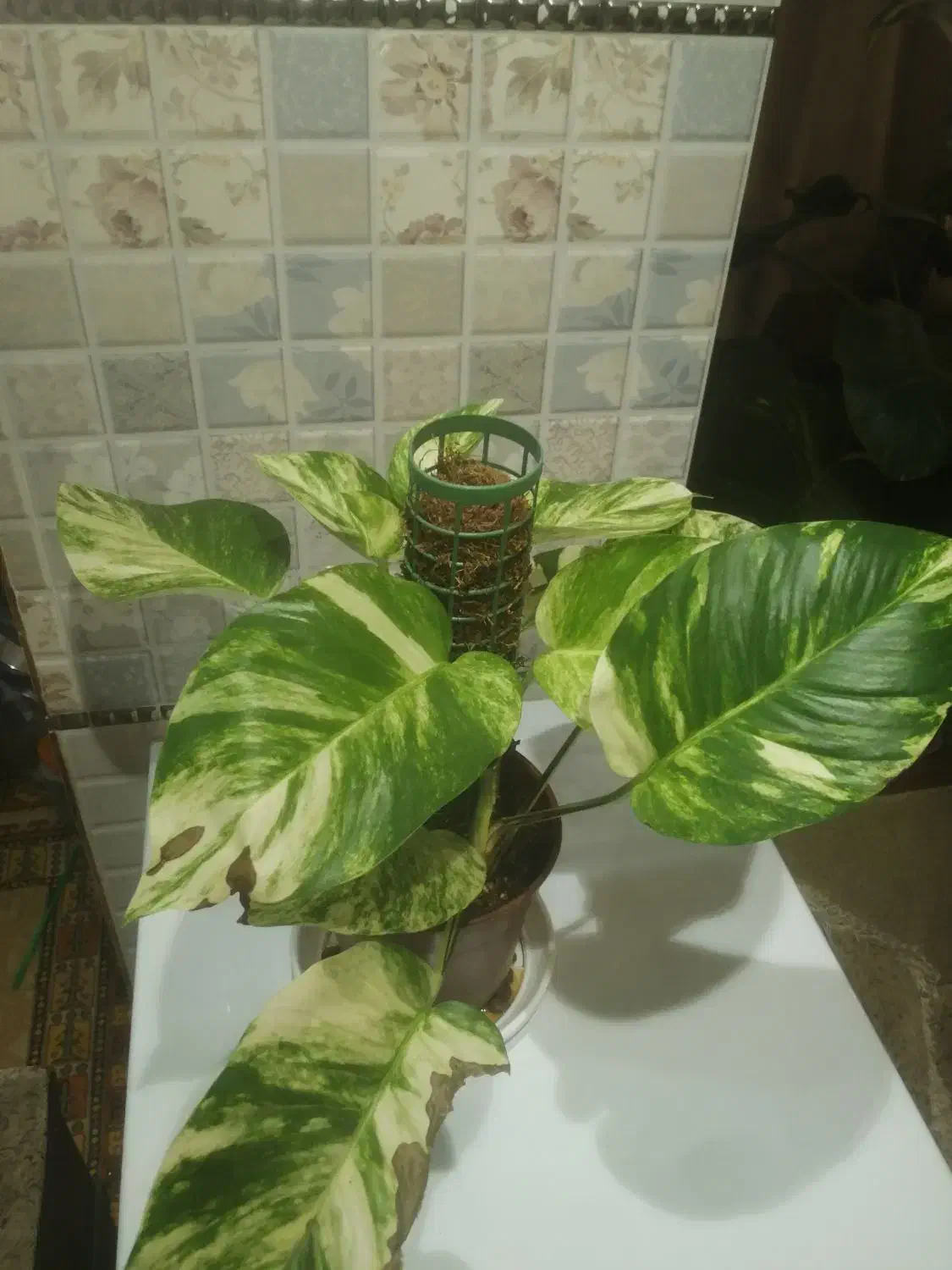 پتوس برگ پهن|گل و گیاه طبیعی|تهران, بهداشت|دیوار