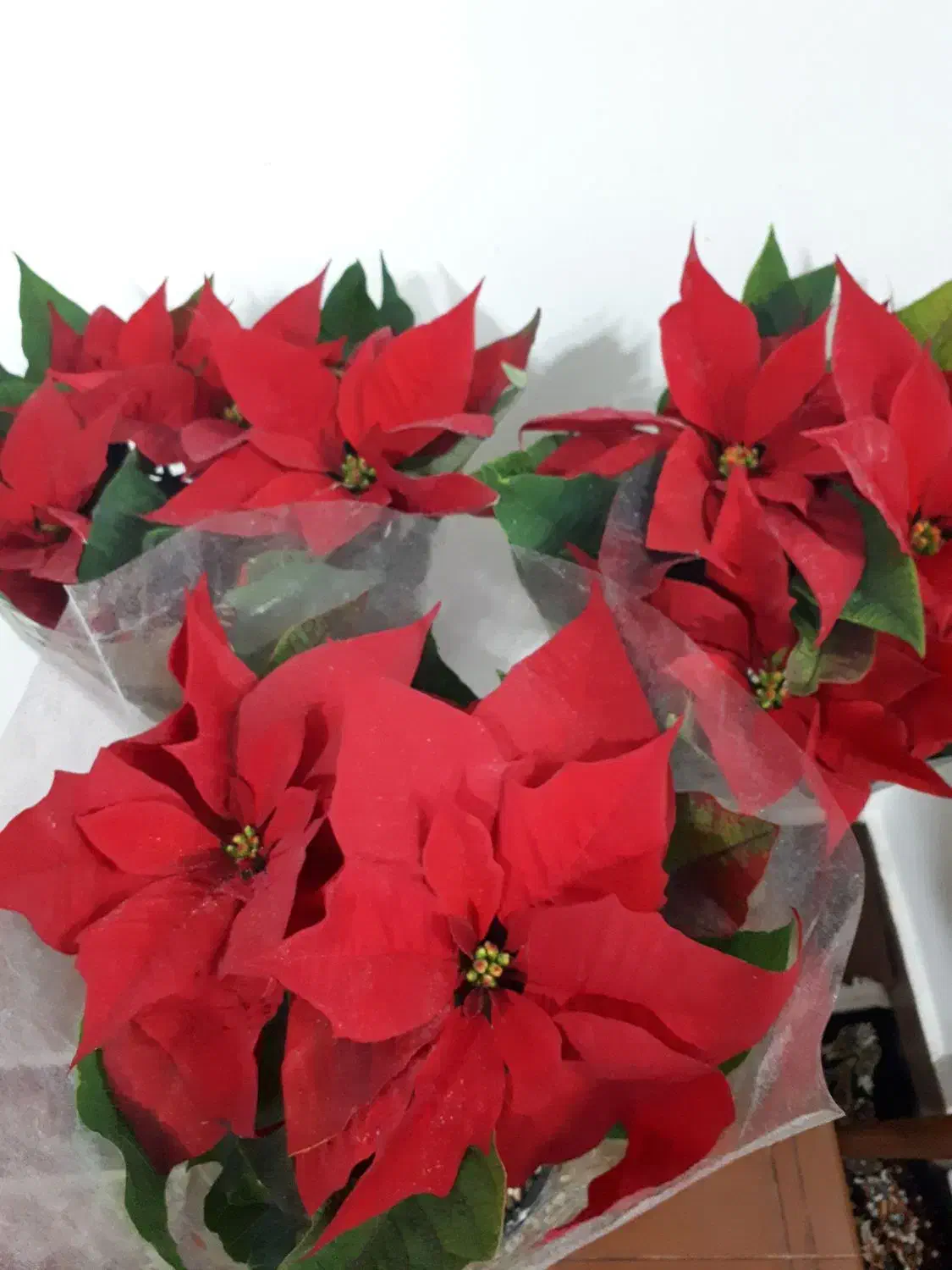 شارژ جدید گلهای گلکده ی ارکیده...|گل و گیاه طبیعی|سنقر, |دیوار