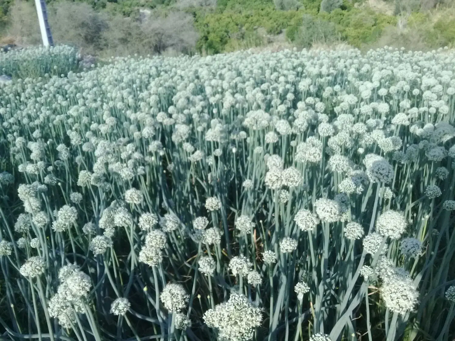 بذرپیاز مینروا دستگیری تضمینی|گل و گیاه طبیعی|عنبرآباد, |دیوار