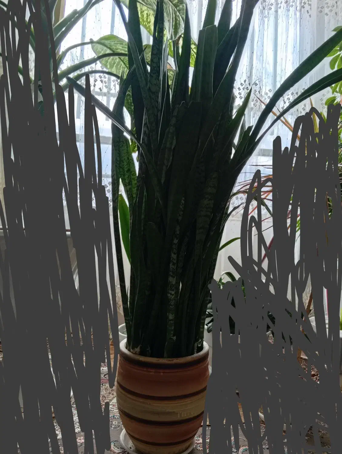 گل طبیعی|گل و گیاه طبیعی|نیشابور, دارایی|دیوار