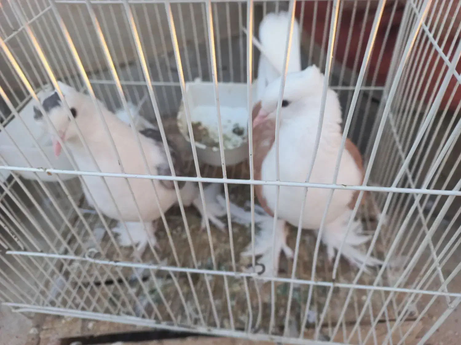 کفتر پشت کاکل شاخ|پرنده|کاشمر, |دیوار