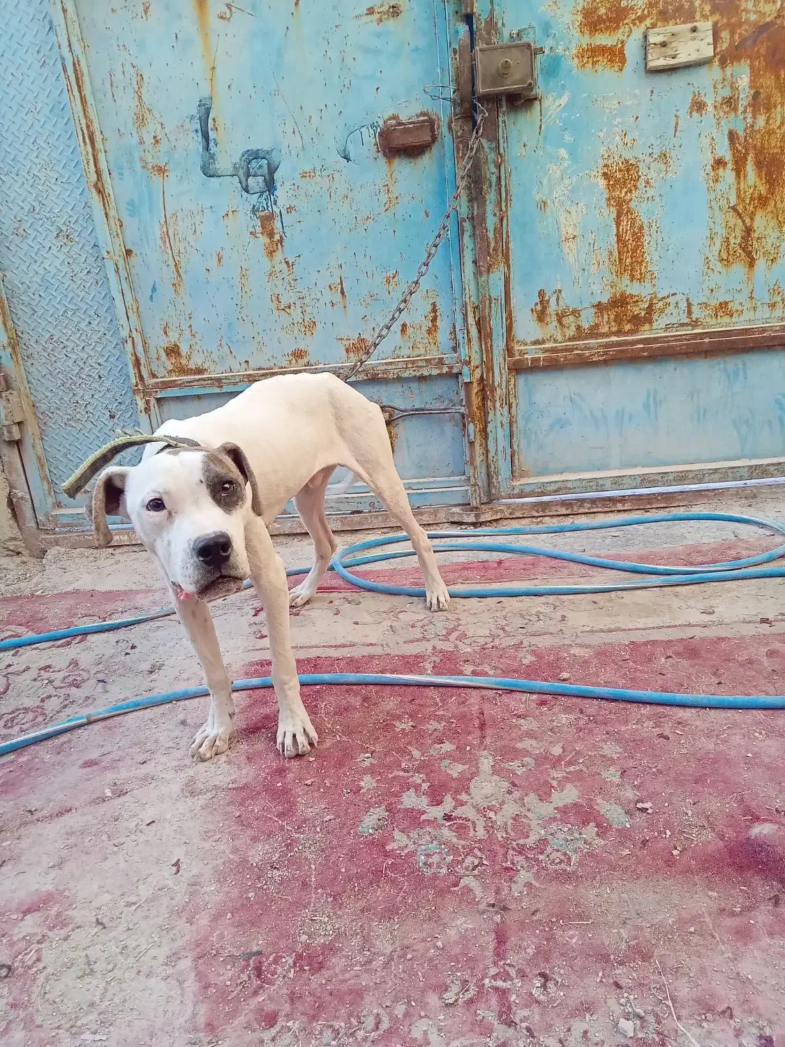 سگ داگو آرژانتینی|سگ|یاسوج, |دیوار