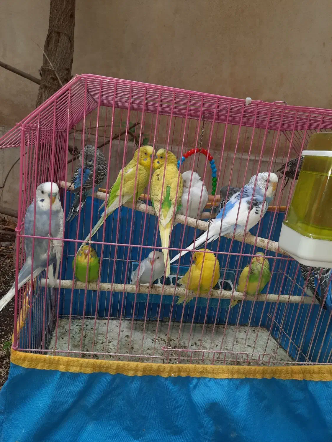 مرغ عشق به شرط تخم و جوجه|پرنده|فشم, |دیوار