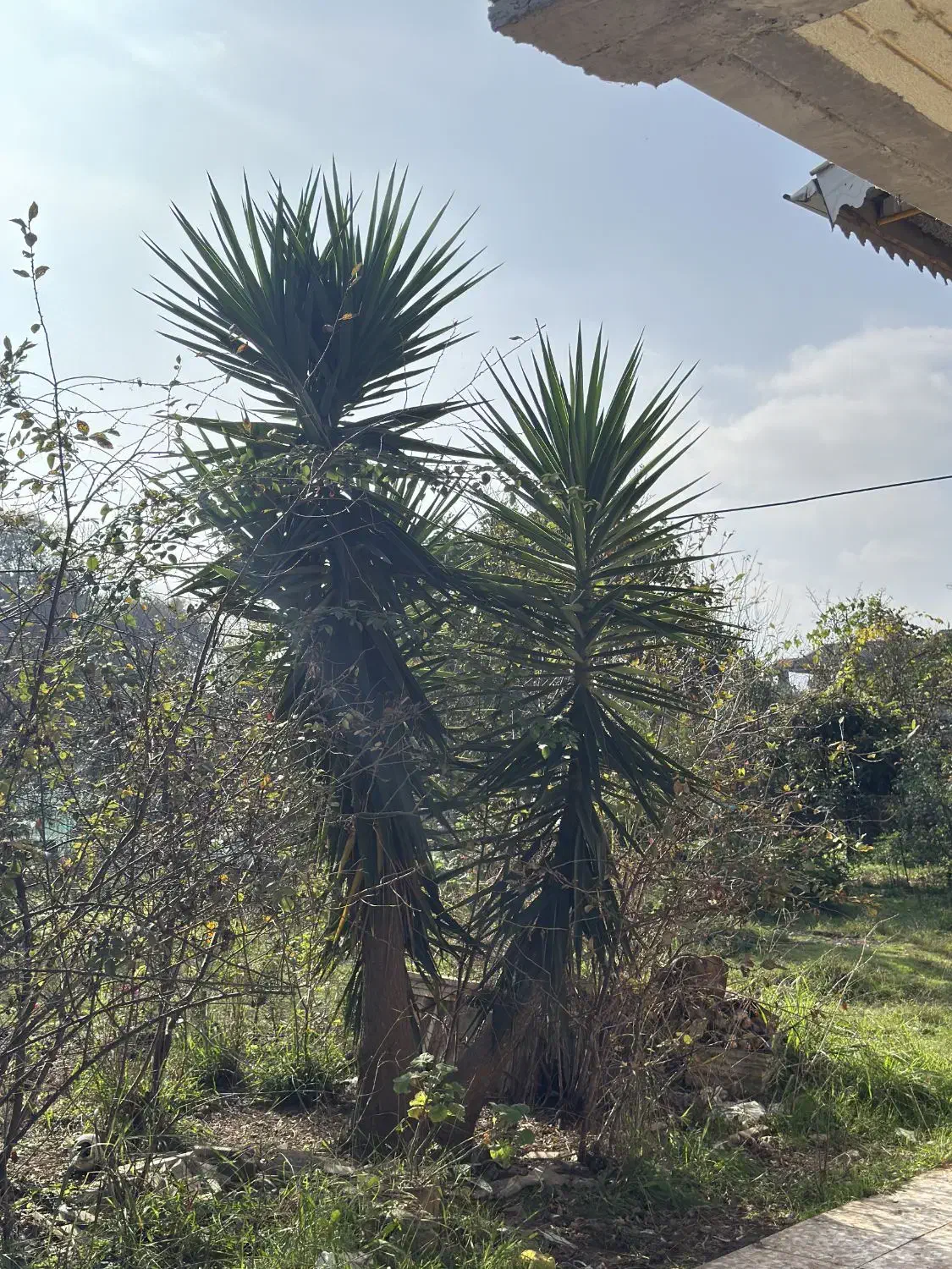 یوکا بلند ۳.۵ متر|گل و گیاه طبیعی|تالش, هشتپر|دیوار