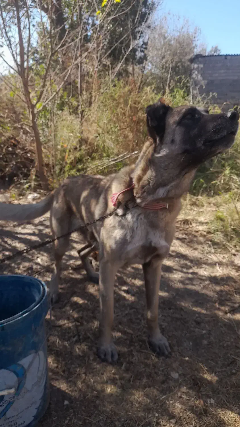 سگ ماده ۵ ساله سرابی|سگ|میانه, |دیوار