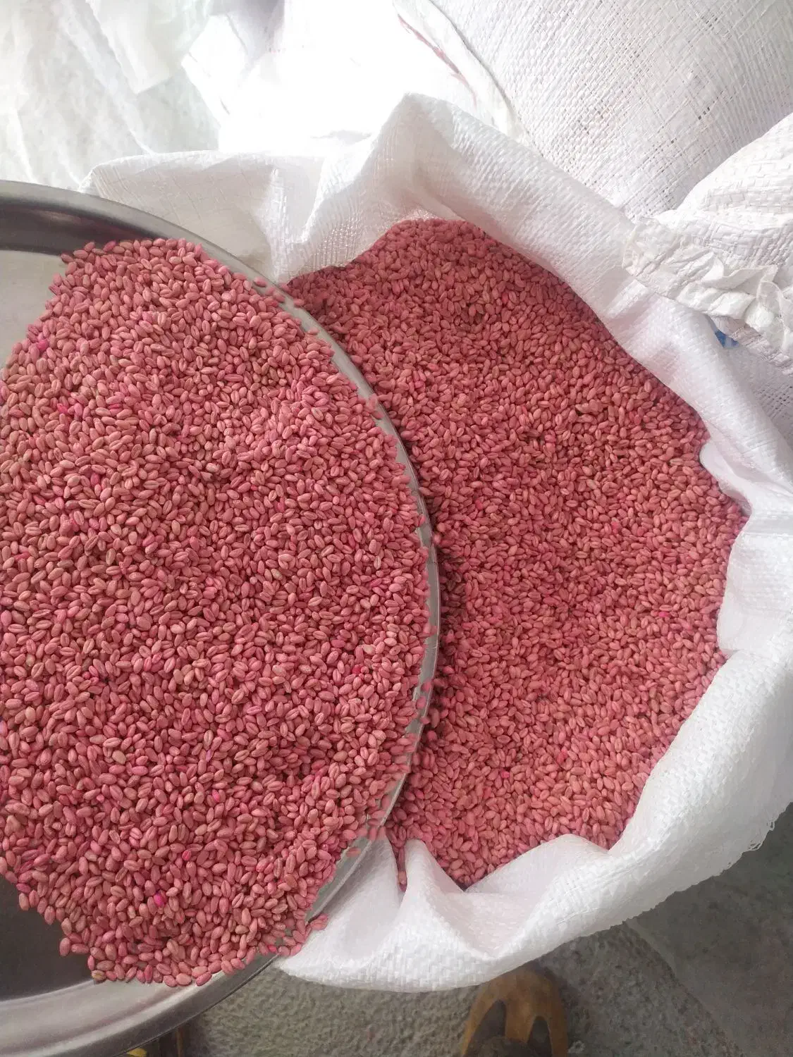 بذر گندم|خدمات باغبانی و درختکاری|محمدبار, |دیوار