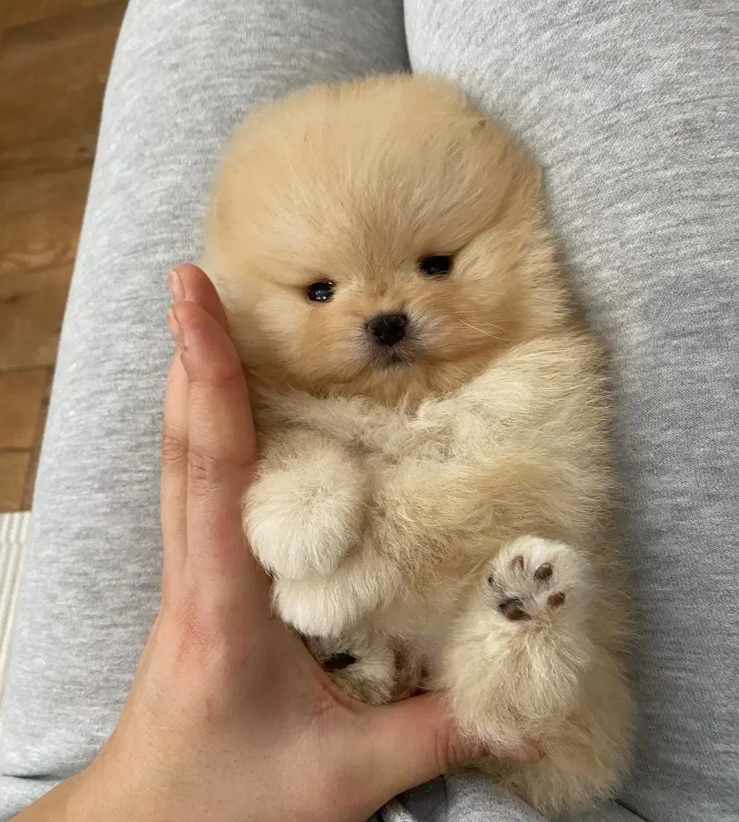 سگ پامر/ پامرانین خرسی تیکاپ|سگ|تهران, تهرانسر غربی|دیوار