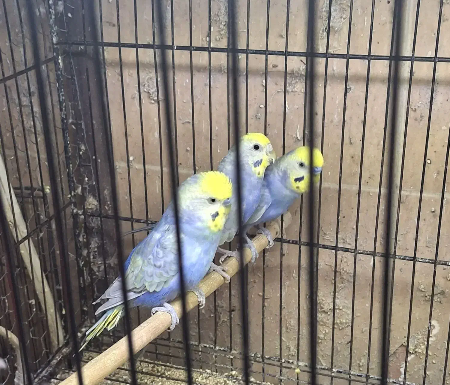 مرغ عشق رینبو ویولت|پرنده|تهران, امام زاده عبدالله|دیوار