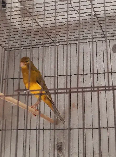 قناری نر بخون|پرنده|رشت, جانبازان|دیوار