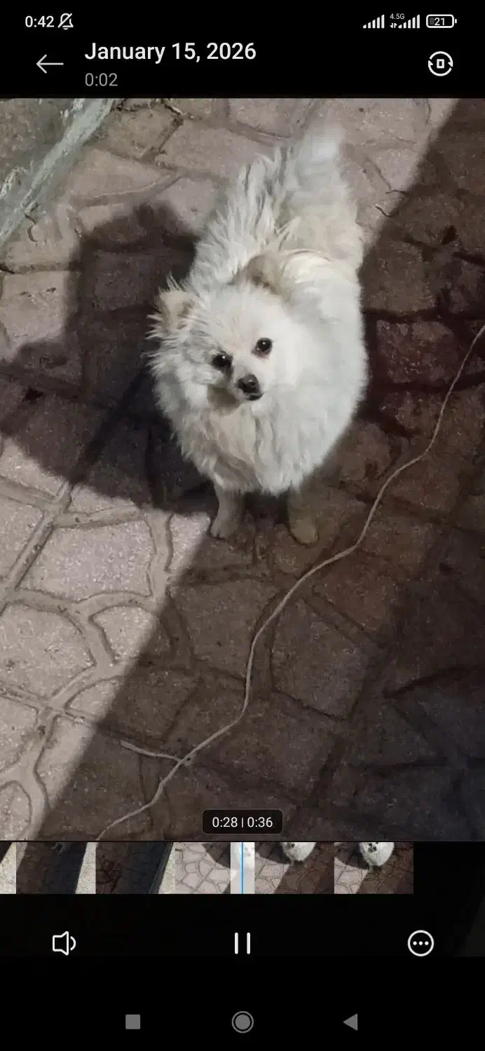 سگ پامرین|سگ|شهریار, یوسف آباد صیرفی|دیوار