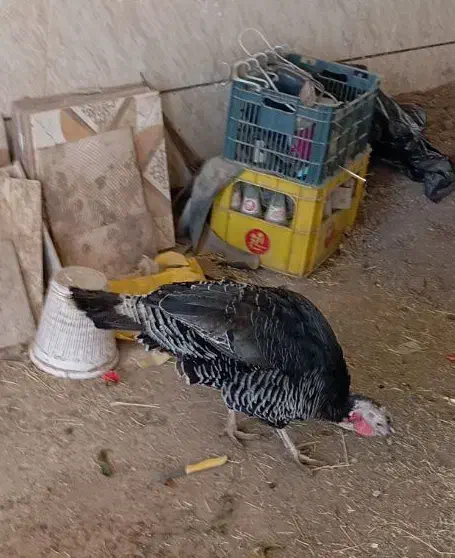 بوقلمون|پرنده|رفسنجان, |دیوار