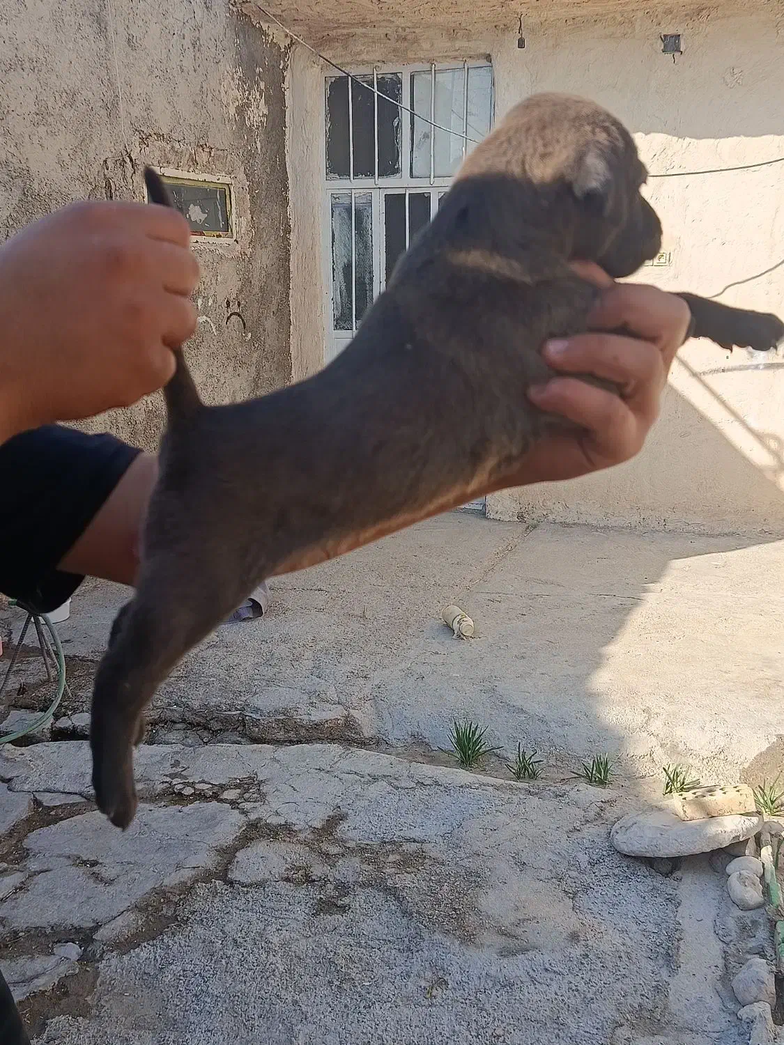 توله نر قدرجونی|سگ|رامهرمز, |دیوار