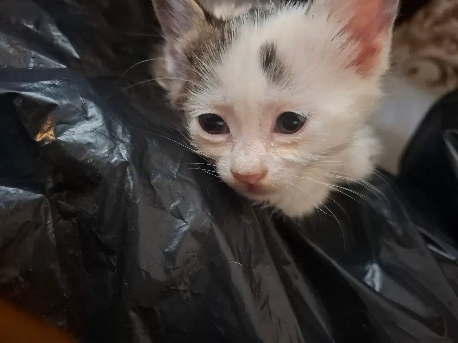 ۲ عدد گربه ۲ ماهه واگذاری رایگان|گربه|شهریار, شهریار|دیوار