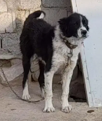 سگ گله|سگ|داران, |دیوار