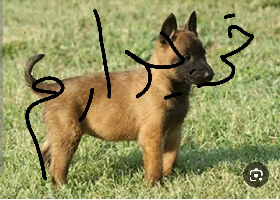 مالینیوز|سگ|جهرم, |دیوار