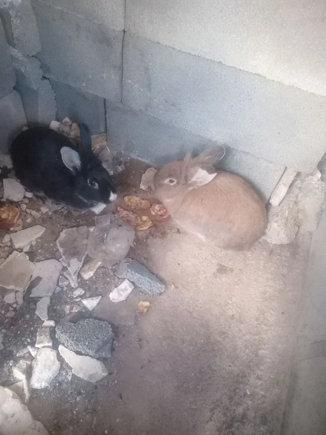 خرگوش|موش و خرگوش|کرمانشاه, |دیوار