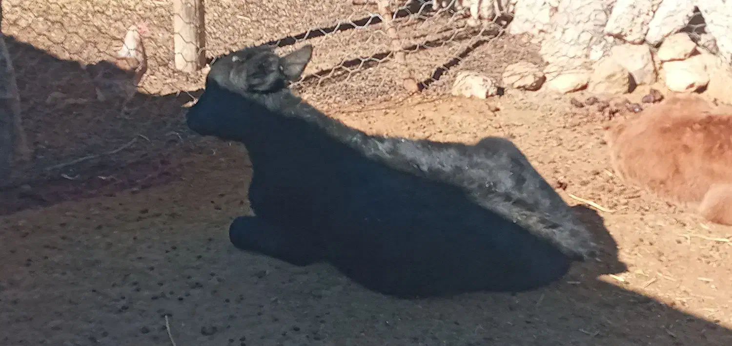 گاو نر|حیوانات مزرعه|منج, |دیوار