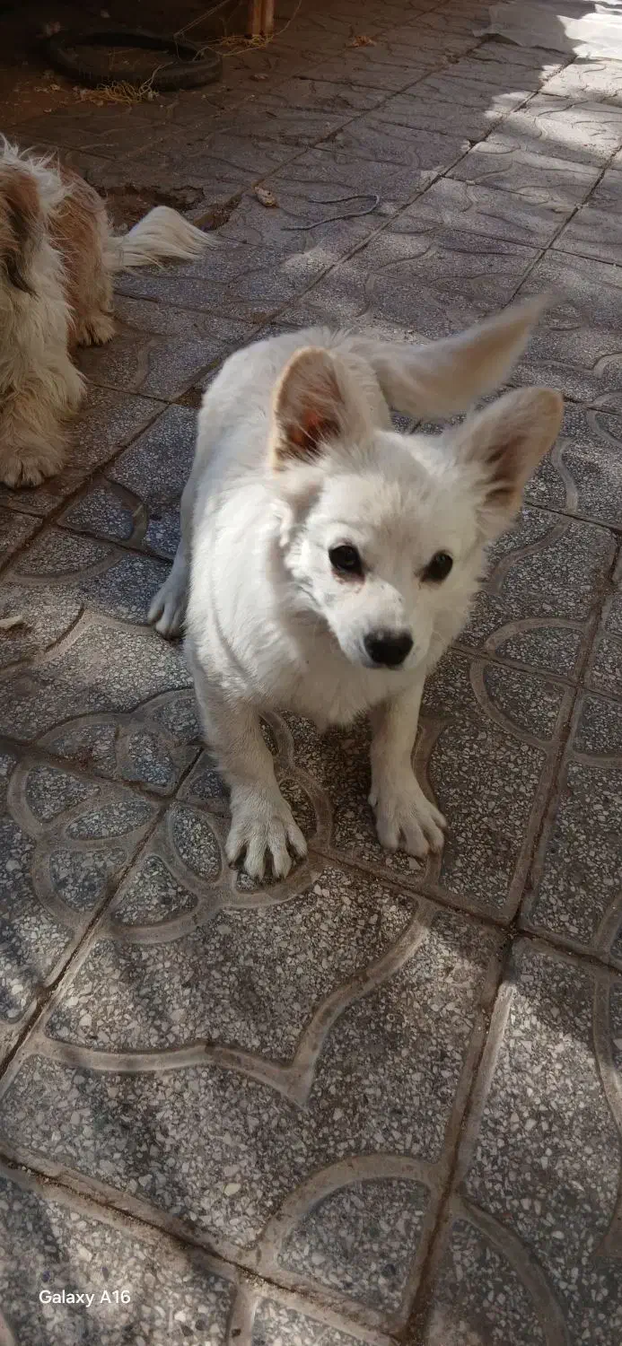 سگ پشمالو و کوتاه|سگ|یزد, |دیوار