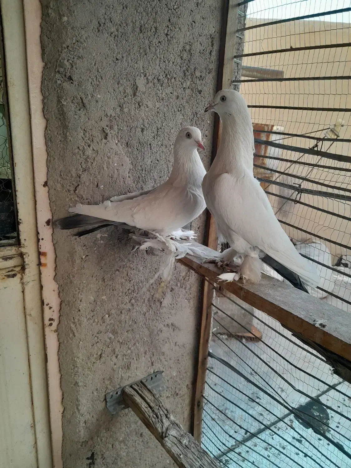 کبوتر کفتر|پرنده|تبریز, |دیوار