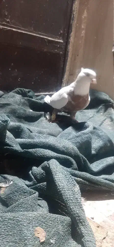 کبوتر|پرنده|شوش, |دیوار