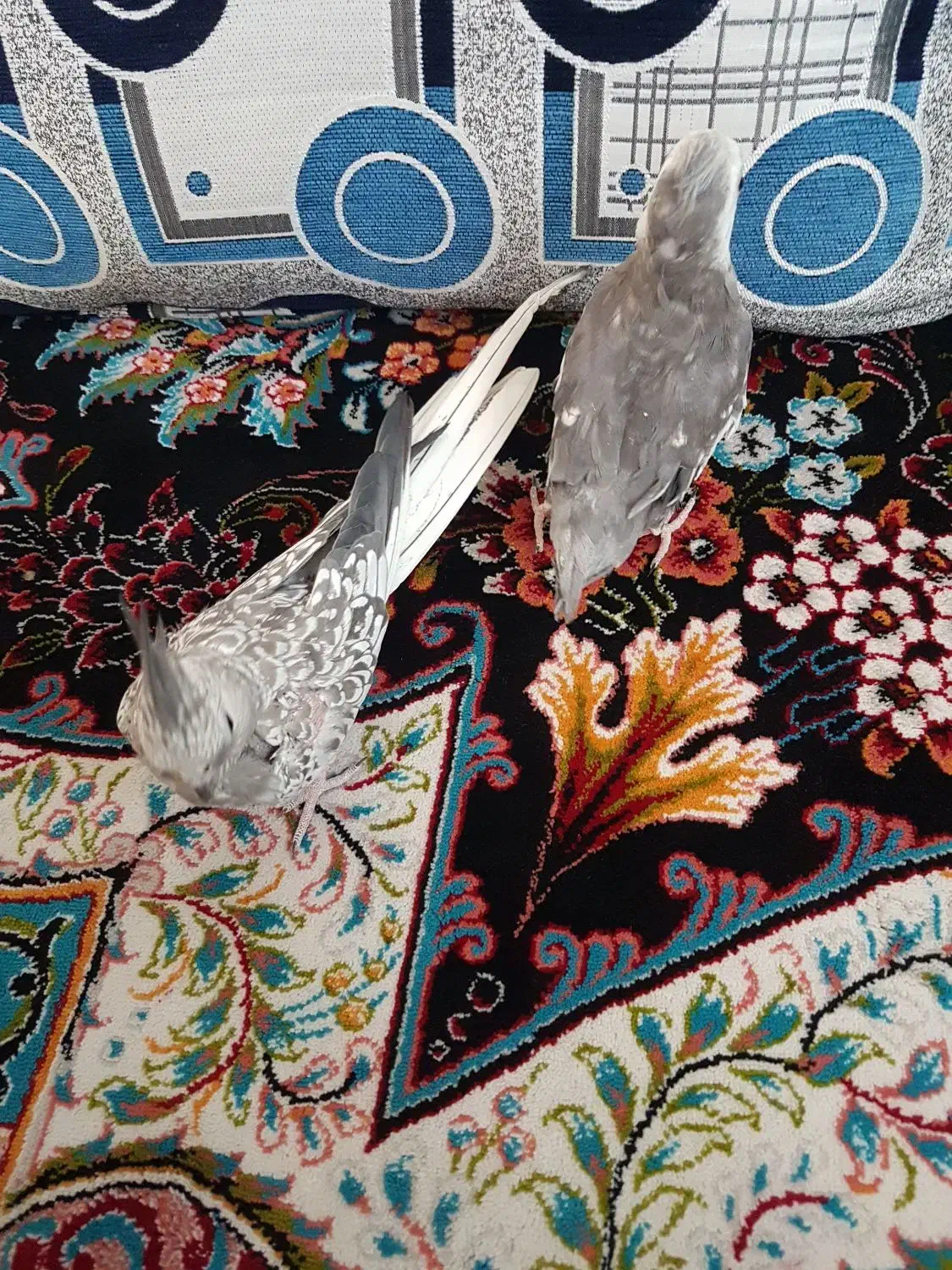 یک جفت عروس هلندی ارزان|پرنده|قم, نیروگاه|دیوار