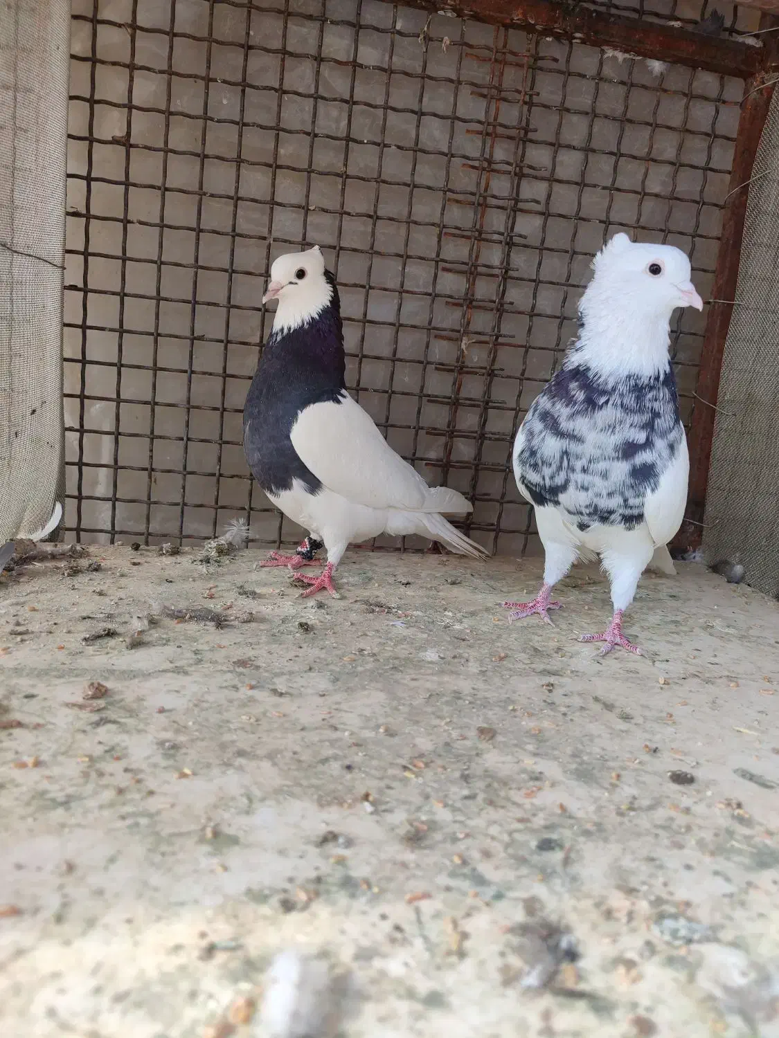 طوقی|پرنده|زرقان, |دیوار