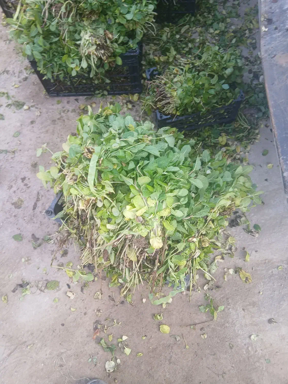 نعنا|خدمات باغبانی و درختکاری|نیشابور, مازول|دیوار