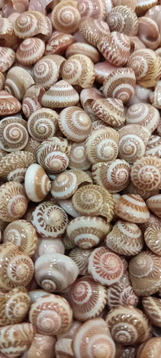 صدف طبیعی ریز|ماهی|تهران, بازار|دیوار