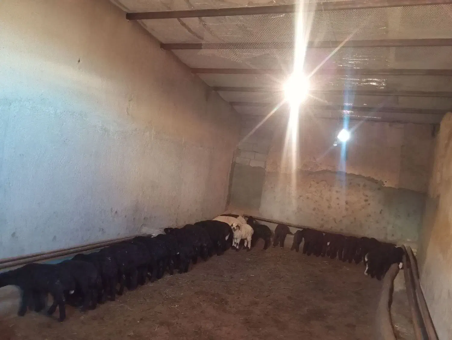 گوسفند|حیوانات مزرعه|قیدار, |دیوار