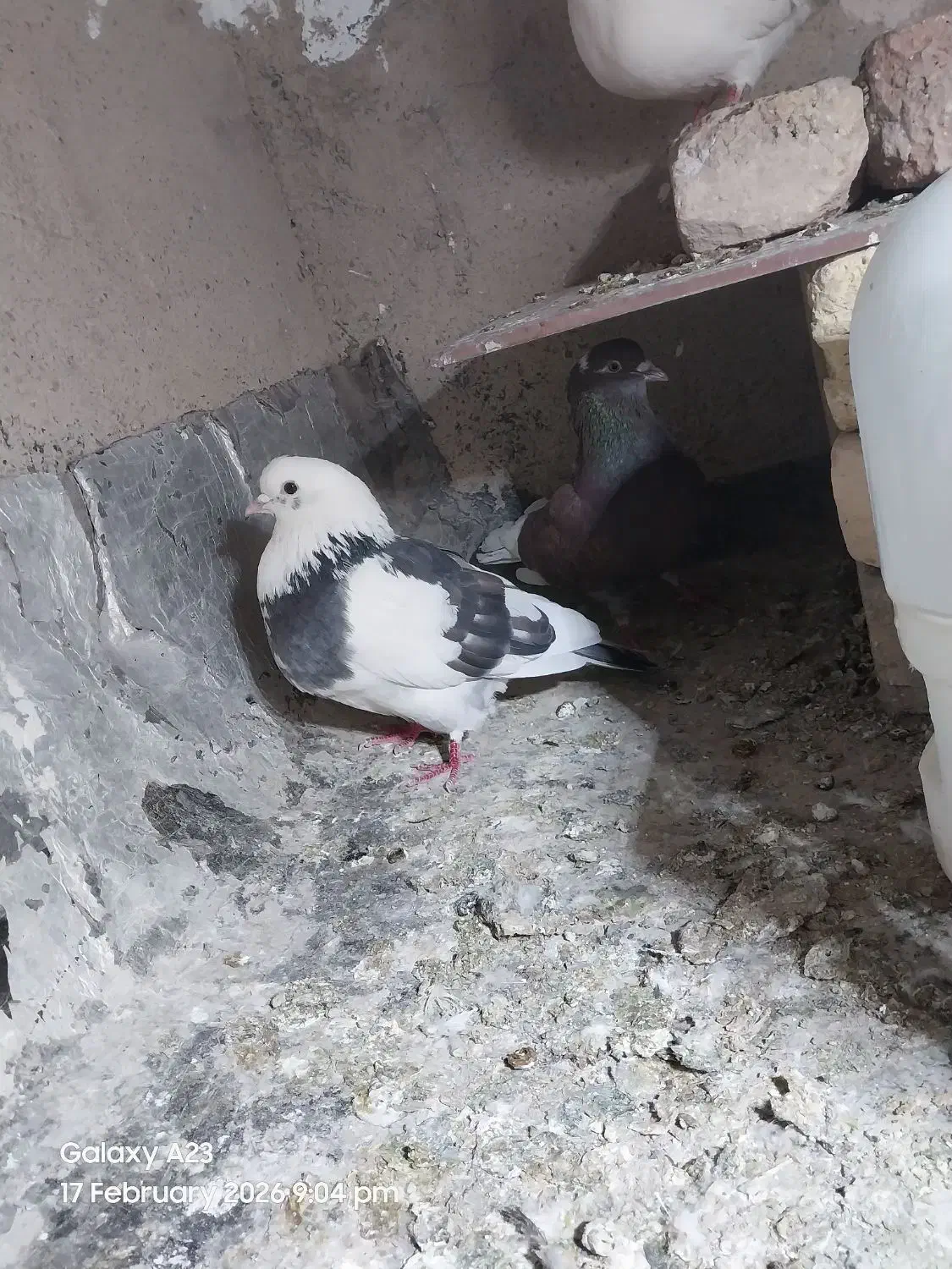 کبوتر پرشی|پرنده|نسیم‌شهر, |دیوار