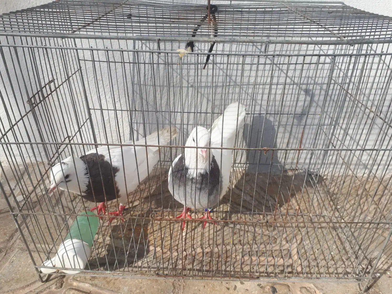 پرنده طوقی|پرنده|چرداول, |دیوار